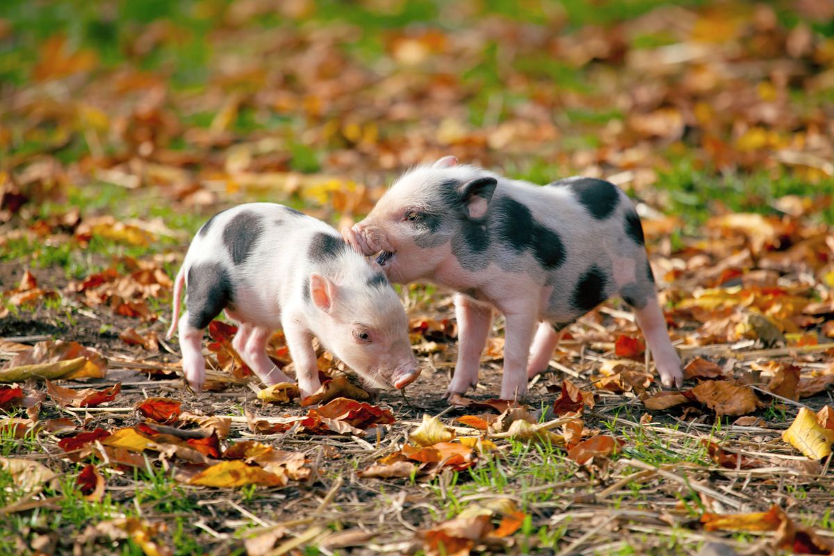 little piglets in nature